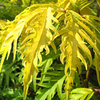 Sambucus Plant - Sutherland Gold