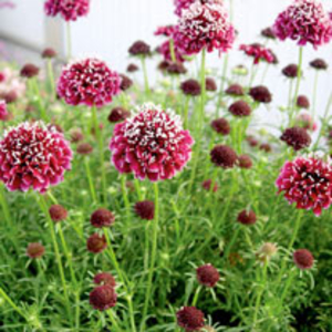 Scabiosa Plant - Royal Ruby