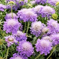 Scabious Plant - Blue Note