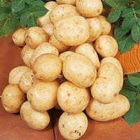 Seed Potatoes - Carlingford 1kg