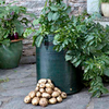 Seed Potatoes - Late Season Patio Starter Kit