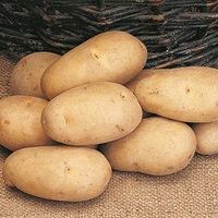 Seed Potatoes - Maris Piper 1kg