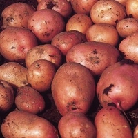 Seed Potatoes - Maxine 1kg