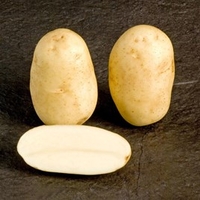 Seed Potatoes - McCain Shepody