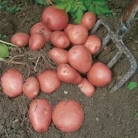 Seed Potatoes - Red Duke of York 1kg