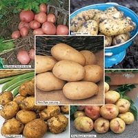 Seed Potatoes - Suttons Premium Selection Exclusive Collection