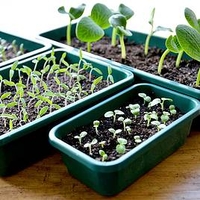 Seed Trays - Quarter Size