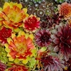 Sempervivum Mixed