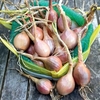 Shallot Bulbs - Mikor