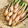 Shallot French Bulbs - Pesandor