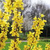 Shrub Collection - Early Spring Colour