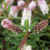 Shrub Collection - Hebes