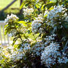 Shrub Collection - Scented