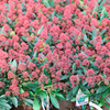 Skimmia japonica Plant - Rubella