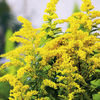 Solidago Plant - Goldkind