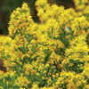 Solidago Plant - Goldrush