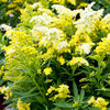 Solidago Plant - Little Lemon