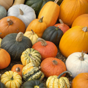Squash Plants - Culinary Collection