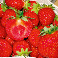 Strawberry Plants - Malwina
