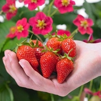 Strawberry Plants - Our Selection