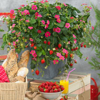 Strawberry Plants - Our Selection