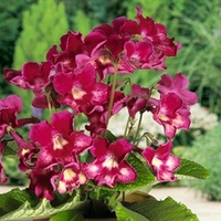 Streptocarpus Plant - Adele