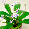 Streptocarpus Plant & Pot - Crystal Ice