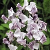 Sweet Pea Plants - Nimbus