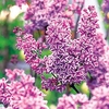 Syringa v. 