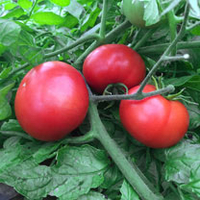 Tomato Grafted Plants - Heinz 1370