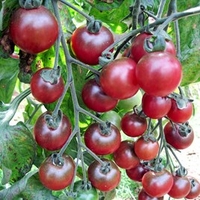 Tomato Grafted Plants - Rosella