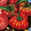 Tomato (Organic) Seeds - Costoluto Fiorentino