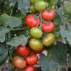 Tomato Plants - F1 Crimson Crush