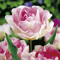 Tulip Bulbs - Double Late Collection