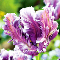 Tulip Bulbs - Parrot Collection