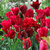 Tulip Bulbs - Red Collection