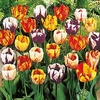 Tulip Bulbs - Rembrandt Mix