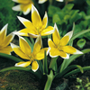 Tulip Bulbs - Tarda (Species)