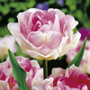 Tulip (Double Late) Bulbs - Angelique