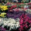 Value Bedding Plants - Lucky Dip