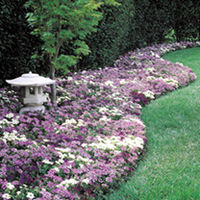 Verbena Plants - Waterfall