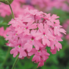 Verbena Trailing Plant - Tapien Salmon