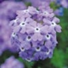 Verbena Trailing Plants - Tapien Sky Blue