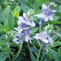 Veronica Plant - Spode Blue