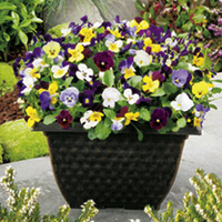 Viola Plants - Fragrant Mix