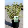 Weigela Plant - White Lightning