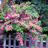 Weigela Plants - Florida Variegata