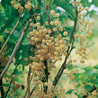 Whitecurrant Plants - Blanka