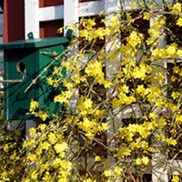 Winter Jasmine Plant