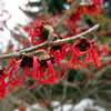 Witch Hazel Plant - Diane